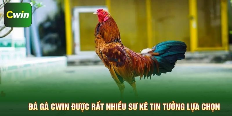 Đá gà Cwin được rất nhiều sư kê tin tưởng lựa chọn